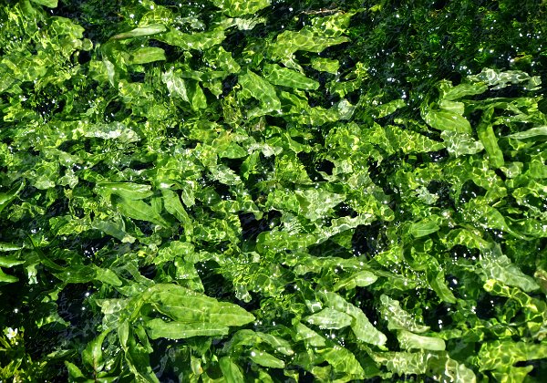 Wasser